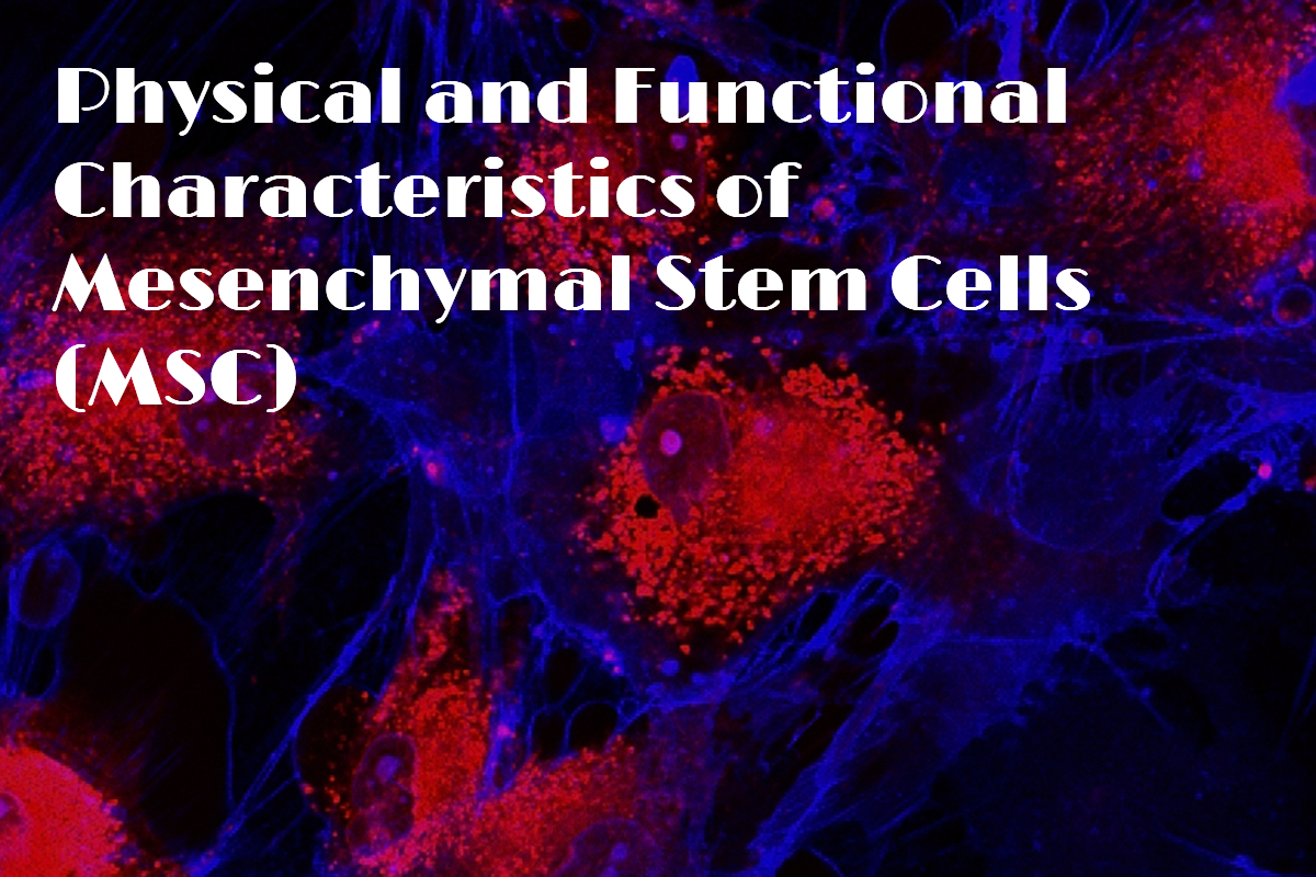 Physical and Functional Characteristics of Mesenchymal Stem Cells (MSC)