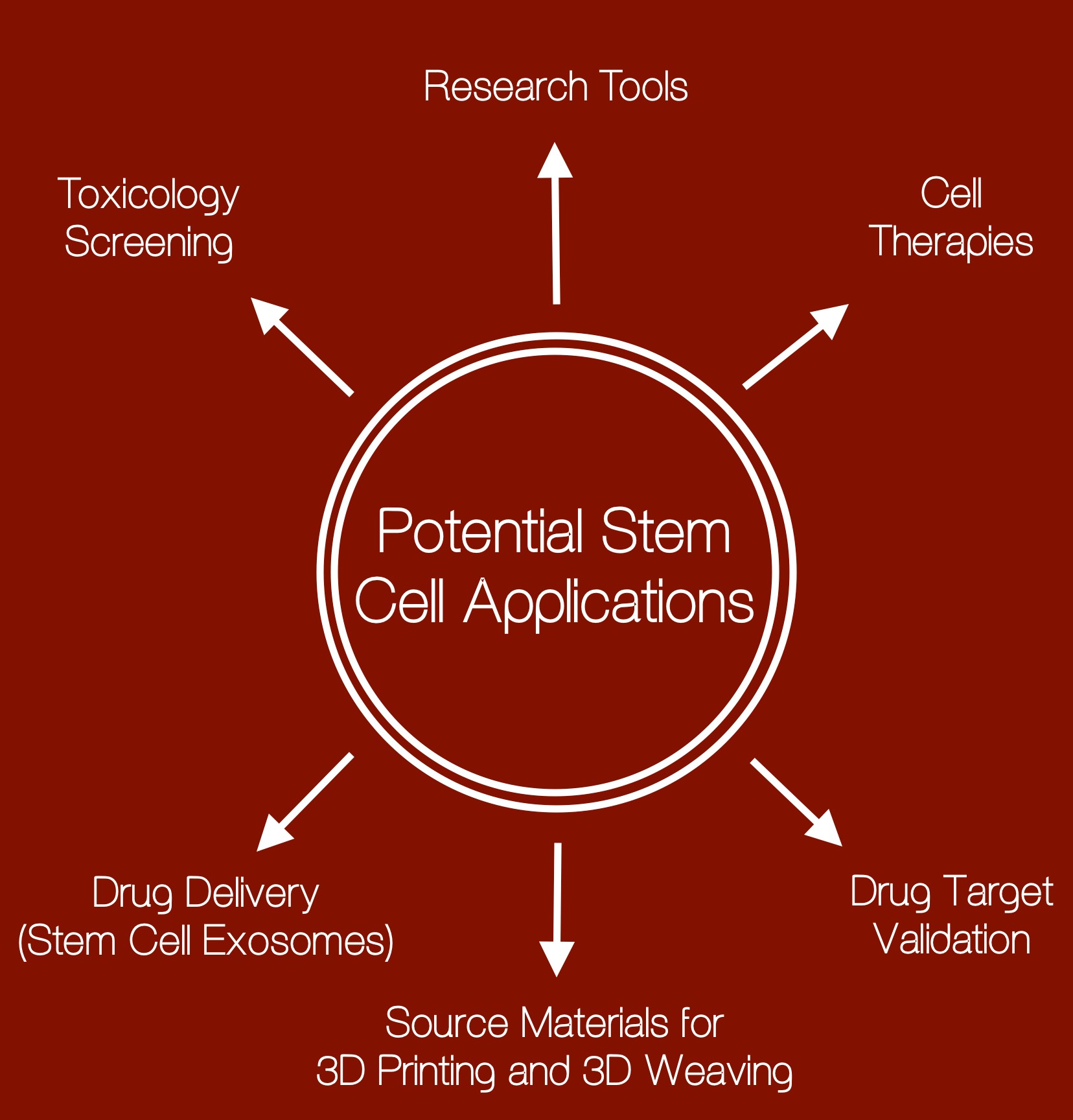 Stem Cell Applications From Cell Therapy To Drug Validation And Beyond